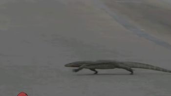 un lagarto sorprendio a todos en plena pista de formula 1 y se salvo de milagro un lagarto sorprendio a todos en plena pista de formula 1 y se salvo de milagro