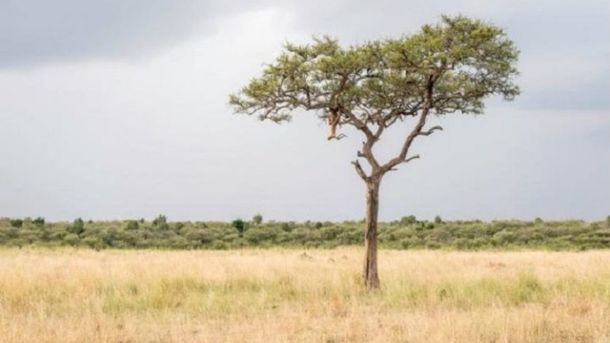 ¿Dónde está el leopardo?