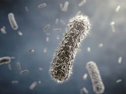 Sigue grave: cómo es la superbacteria que infectó a Silvina Luna