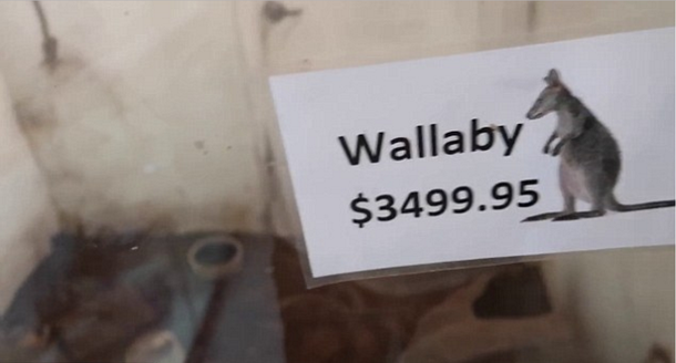 Los animales fueron descubiertos de casualidad por un youtuber