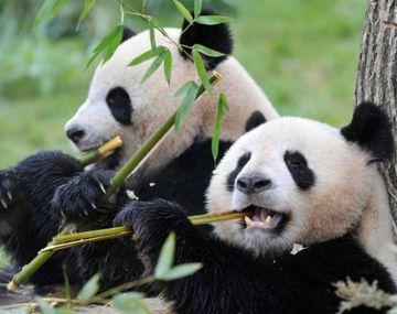 ¿Quiénes serán los sucesores del pulpo Paul en el Mundial?