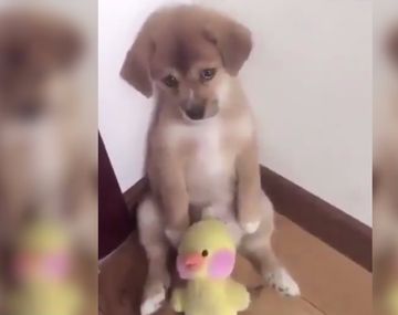 VIDEO: La tierna reacción de un perrito al ser retado que es viral en redes sociales