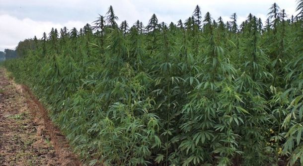 Uruguay: la marihuana se venderá a un dólar por gramo