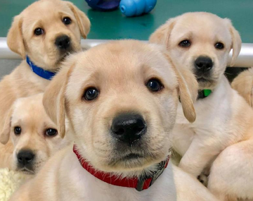 Consejos para que tu perro se relacione feliz y sin miedos al andar