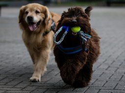 Cinco tips para cuidar la salud bucal de nuestros animales