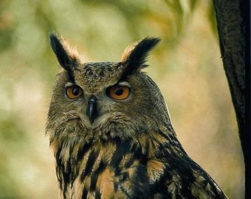 Un búho atemoriza a Holanda