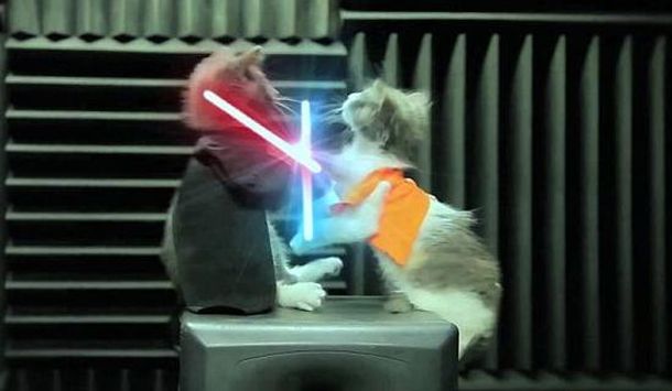 Jeddy kittens