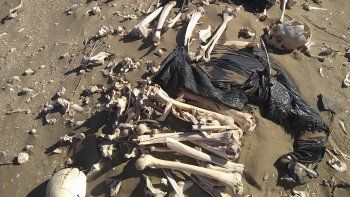 Los restos óseos llamaron la atención y desde el CENPAT salieron a aclarar que ya los habían relevado y que pertenecen a pobladores tehuelches.