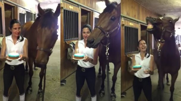 Mirá la reacción de un caballo después de soplar las velitas de su torta