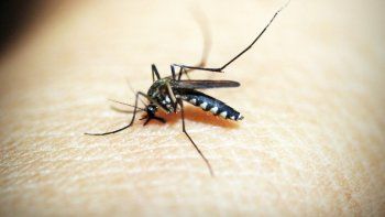mosquitos: el truco para combatirlos que no falla