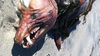 Monstruo playa Monstruo playa