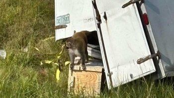panico en eeuu por el escape de monos presuntamente infectados con covid panico en eeuu por el escape de monos presuntamente infectados con covid