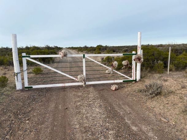 Robaron siete borregos, los faenaron y dejaron las cabezas colgadas 