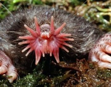 ¿Cuáles son los animales más extraños del mundo?