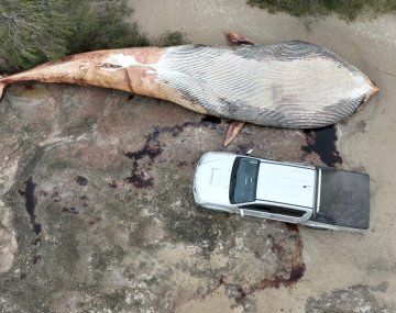 Apareció muerta una ballena de 20 toneladas en Colonia