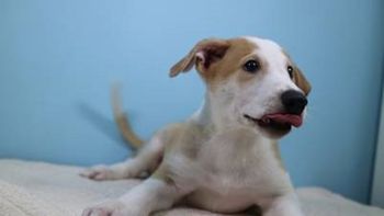 Anthony, el primer perro clonado del país (Foto gentileza Clarín) Anthony, el primer perro clonado del país (Foto gentileza Clarín)
