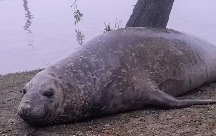 Escobar: buscan a una hembra de elefante marino para resguardarla