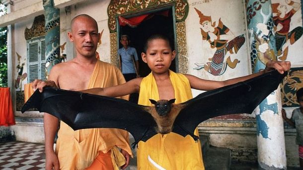 El Nipah es otro virus que preocupa en Asia: los científicos quieren evitar que provoque otra pandemia