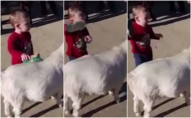 Asher jugando con la cabra