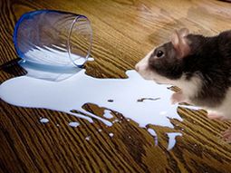 Ratamilk