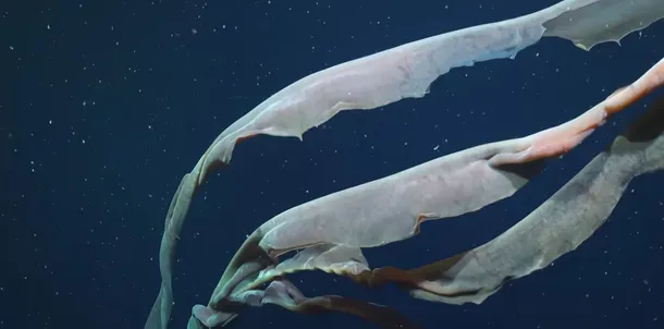 La medusa fantasma gigante carece de tentáculos urticantes y utiliza largos brazos bucales para alimentarse (Schmidt Ocean). La medusa fantasma gigante carece de tentáculos urticantes y utiliza largos brazos bucales para alimentarse (Schmidt Ocean).