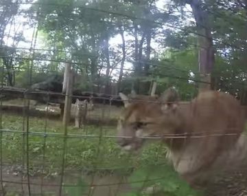 Se acercó a pumas y los acarició