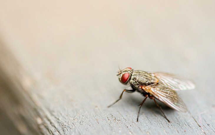 Infalibles: siete trucos caseros efectivos para ahuyentar las moscas para siempre
