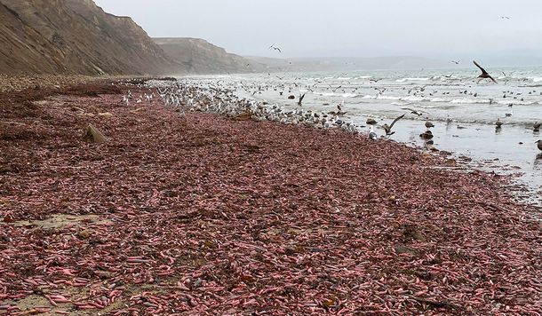Impresionante invasión de peces pene en las playas de California