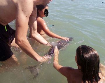Muere una cría de delfín por el estrés generado por los turistas