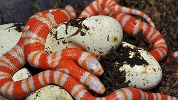 serpiente dos cabezas serpiente dos cabezas