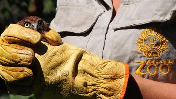 el zoologico porteno liberara el domingo a seis aves rapaces el zoologico porteno liberara el domingo a seis aves rapaces