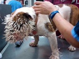 Así quedó un bulldog atacado por un puercoespín