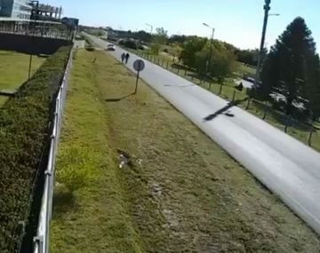 Así atropelló el auto a la pareja