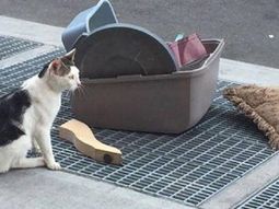 la triste historia del gato abandonado en brooklyn que se viralizo en facebook la triste historia del gato abandonado en brooklyn que se viralizo en facebook