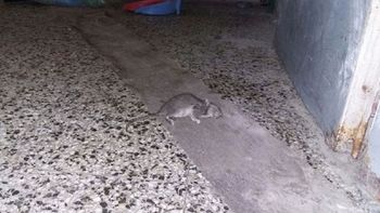 denuncian una invasion de ratas en una escuela de bernal denuncian una invasion de ratas en una escuela de bernal