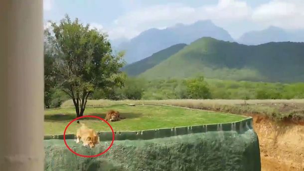VIDEO: Una leona intenta atacar al público en un zoo pero sufre un accidente