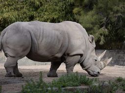 Murió Gaspar, el último rinoceronte que quedaba en el Ecoparque porteño