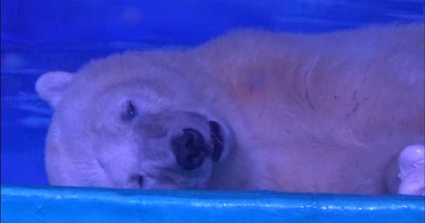 VIDEO: La tristeza de un oso polar que vive encerrado en un shopping chino