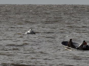 Todavía la ballena sigue en Puerto Madero