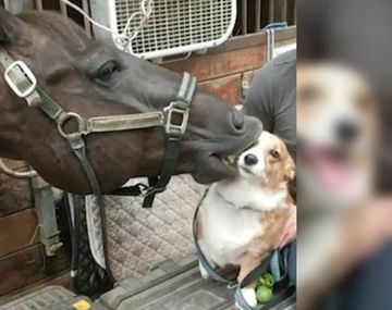 Phoenix no puede mantenerse lejos de su amigo, el perro Dezi