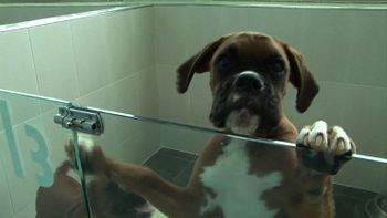 amor para siempre: proponen clonar las mascotas para que sean eternas amor para siempre: proponen clonar las mascotas para que sean eternas