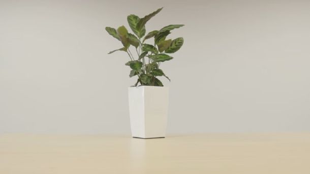 La verdadera energía verde: cultivan una planta que puede cargar los celulares