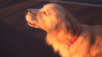 un perro imita el sonido de una ambulancia un perro imita el sonido de una ambulancia