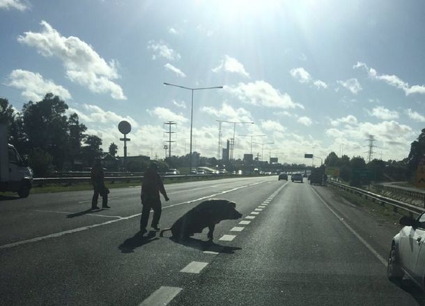 Un chancho apareció en la Panamericana - Crédito:&nbsp;@clauzakhem