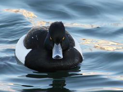 una mujer reclama 275 mil dolares de indemnizacion por ser atacada por un pato una mujer reclama 275 mil dolares de indemnizacion por ser atacada por un pato