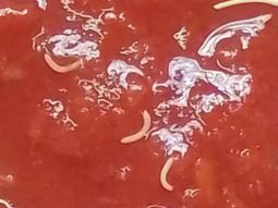 la anmat advierte por un lote de un alimento contaminado con gusanos la anmat advierte por un lote de un alimento contaminado con gusanos