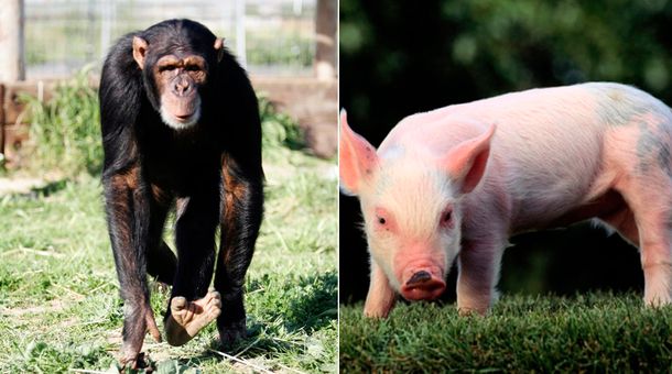 Un mono vivió durante dos años con un corazón de cerdo