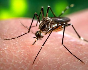 Confirmaron el primer caso importado de zika en la Ciudad de Buenos Aires
