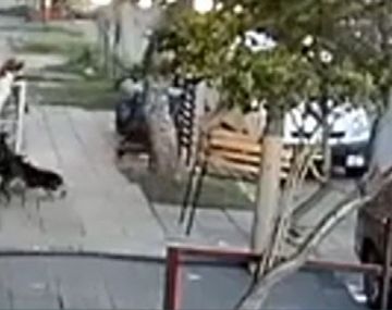 Así atacan perros sueltos a vecinos de Villa Domínico
