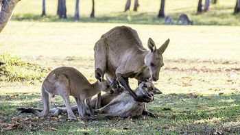 un fotografo capturo el momento mas doloroso de una familia de canguros un fotografo capturo el momento mas doloroso de una familia de canguros